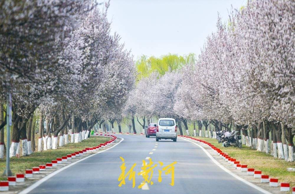 一年四季 泉在济南｜济南数十里“花海大道”亮相黄河畔