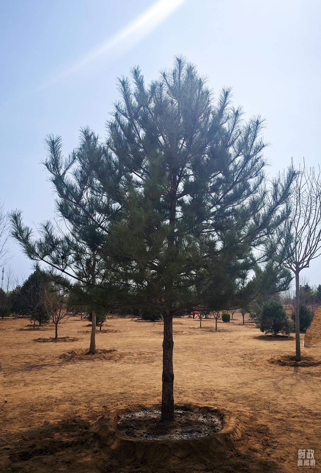 时政新闻眼丨在首都义务植树活动现场，习近平强调这件利国利民的大事