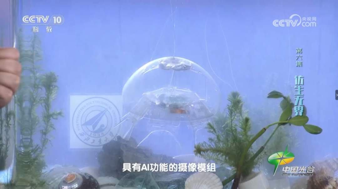 西工大研制成功!在水中肉眼几乎无法分辨
