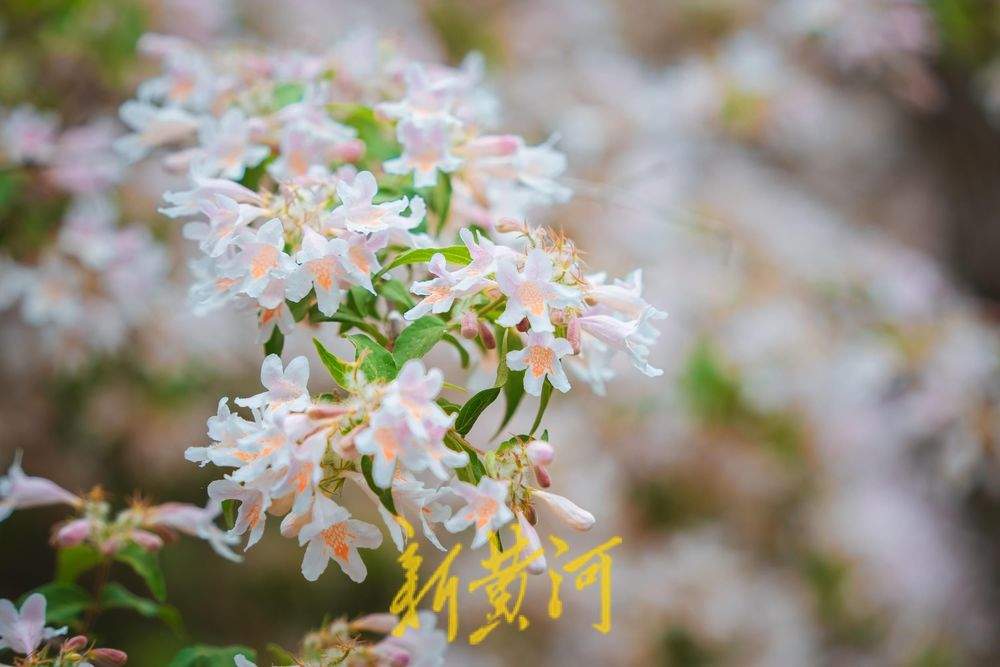 一年四季 泉在济南｜人在花中游 猬实花盛开绘就泉城春日盛景