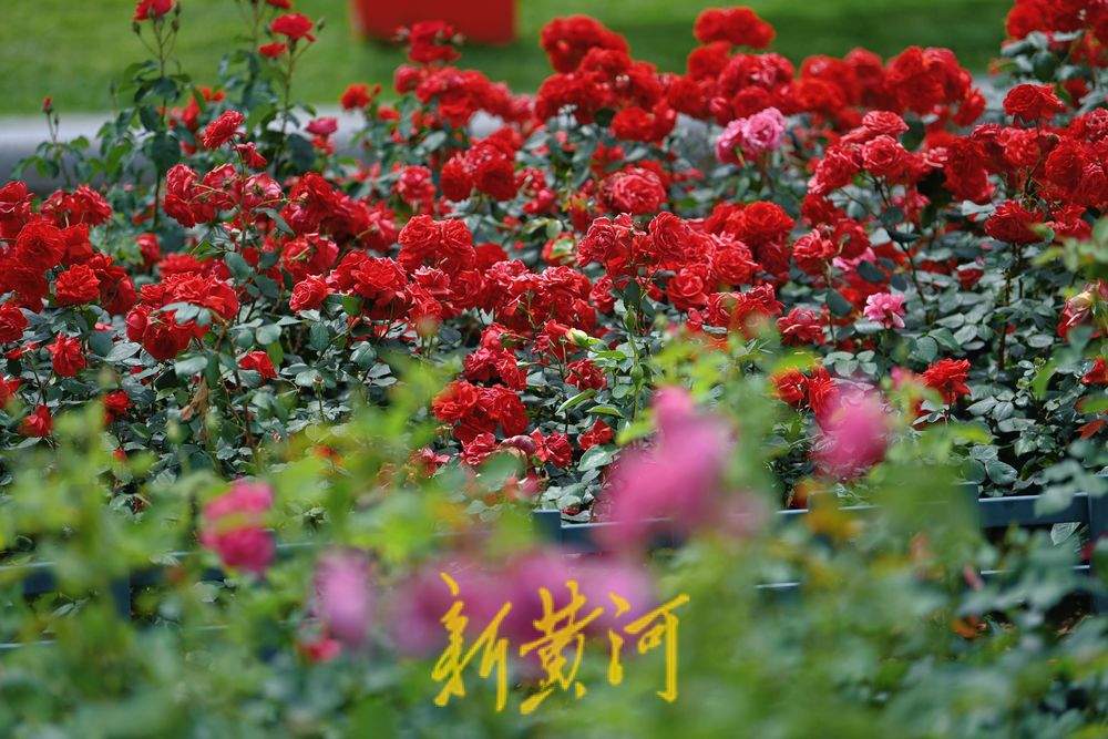 一年四季 泉在济南｜泉城广场：月季花廊花团锦簇 成初夏亮丽风景线
