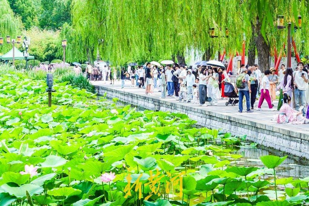 大明湖畔荷花竞相绽放,变身网红打卡点