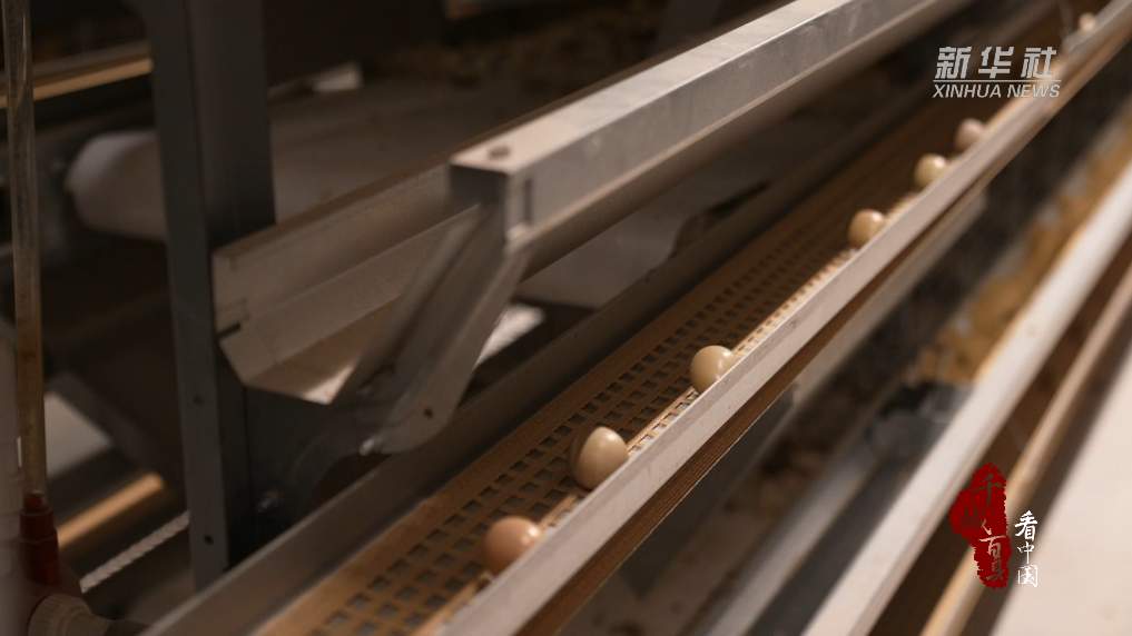 仅凭一部手机，山东让两万只山鸡过上“数字生活”