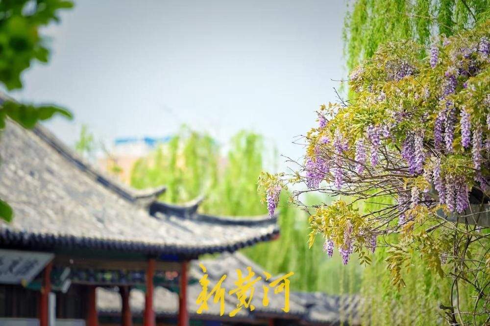 济南大明湖畔紫藤花盛开 邂逅紫色浪漫