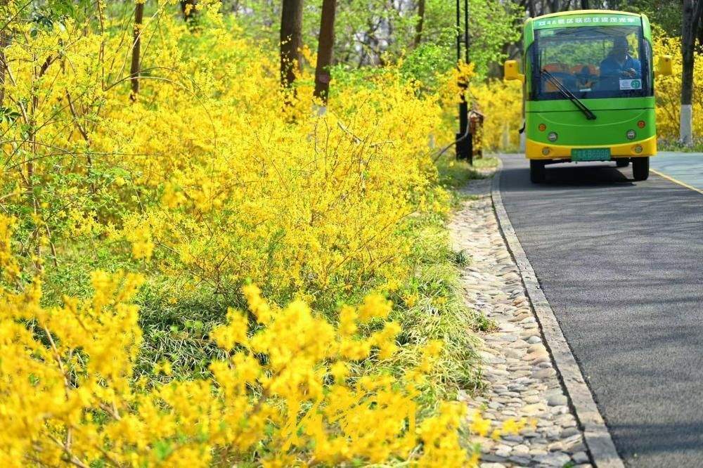 济南千佛山百米“连翘路”吐芬芳 点点嫩黄挂枝头