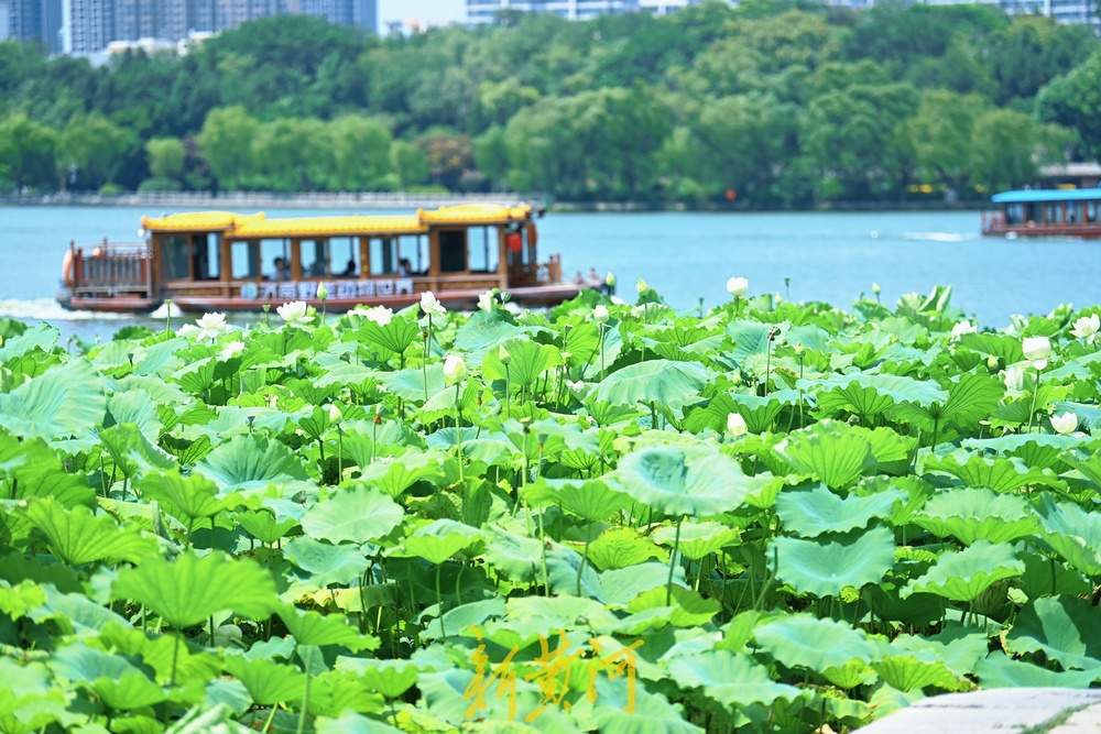 一年四季 泉在济南｜泉城高温持续，游客大明湖畔赏荷避暑享惬意