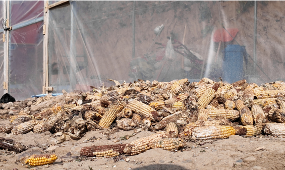 融媒·见证丨种得出好菜，治得了污染，兴得起经济——小虫子撬动大产业