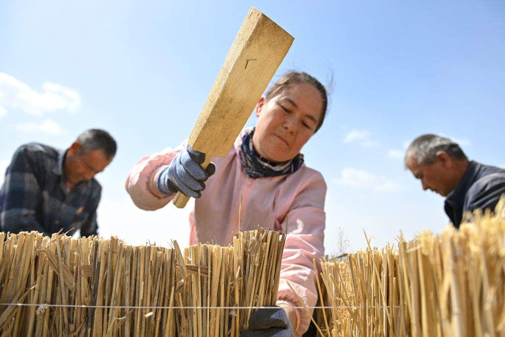 新疆：“乔、灌、药”立体织密绿色屏障 沙产业助力绿富同兴