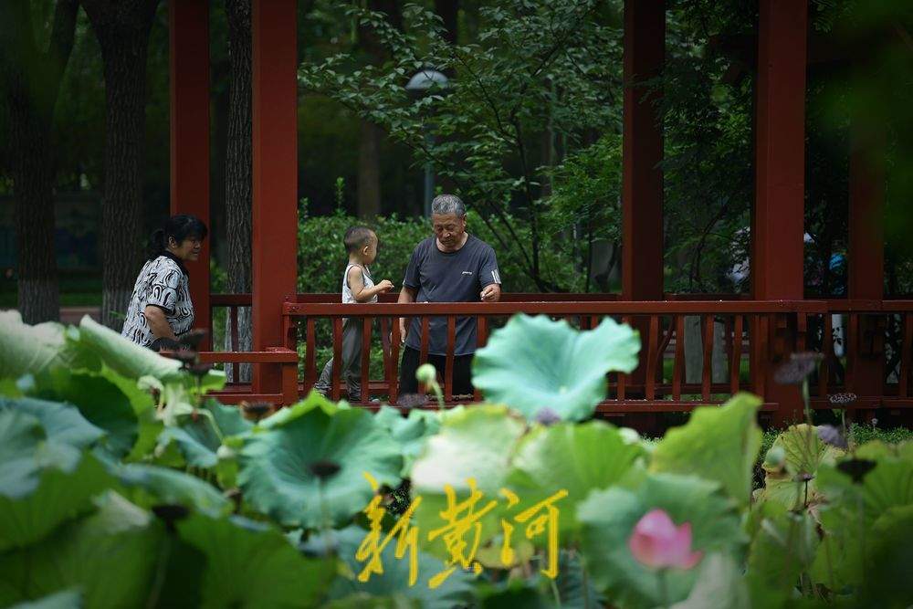 泉城荷花绽放点缀初秋