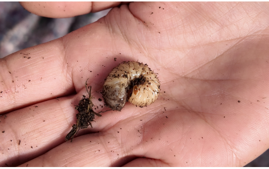 融媒·见证丨种得出好菜，治得了污染，兴得起经济——小虫子撬动大产业