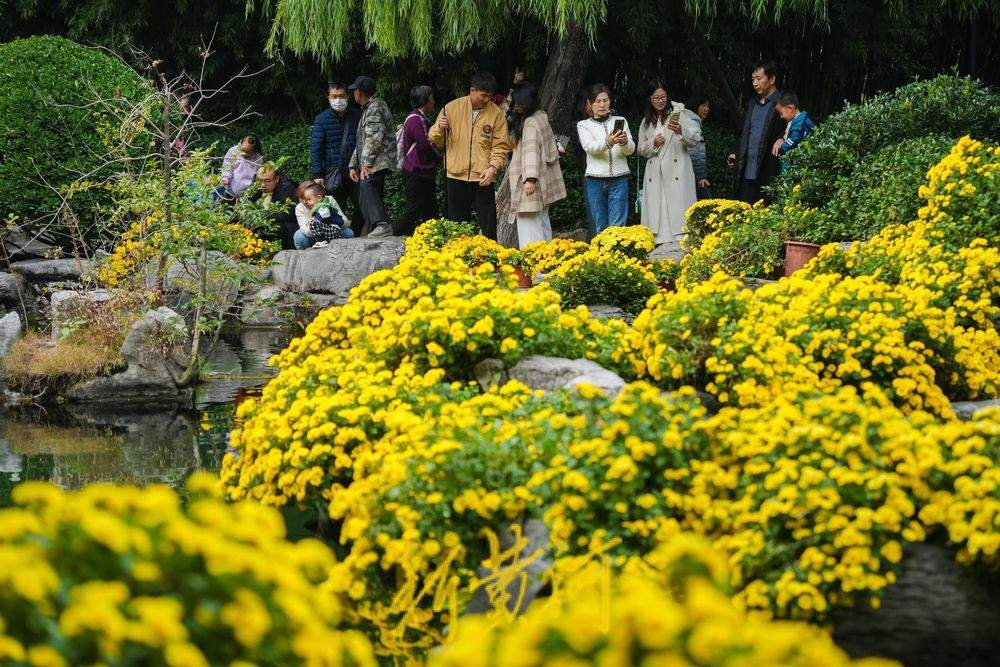 泉城赏菊正当时 各色菊花竞绽放