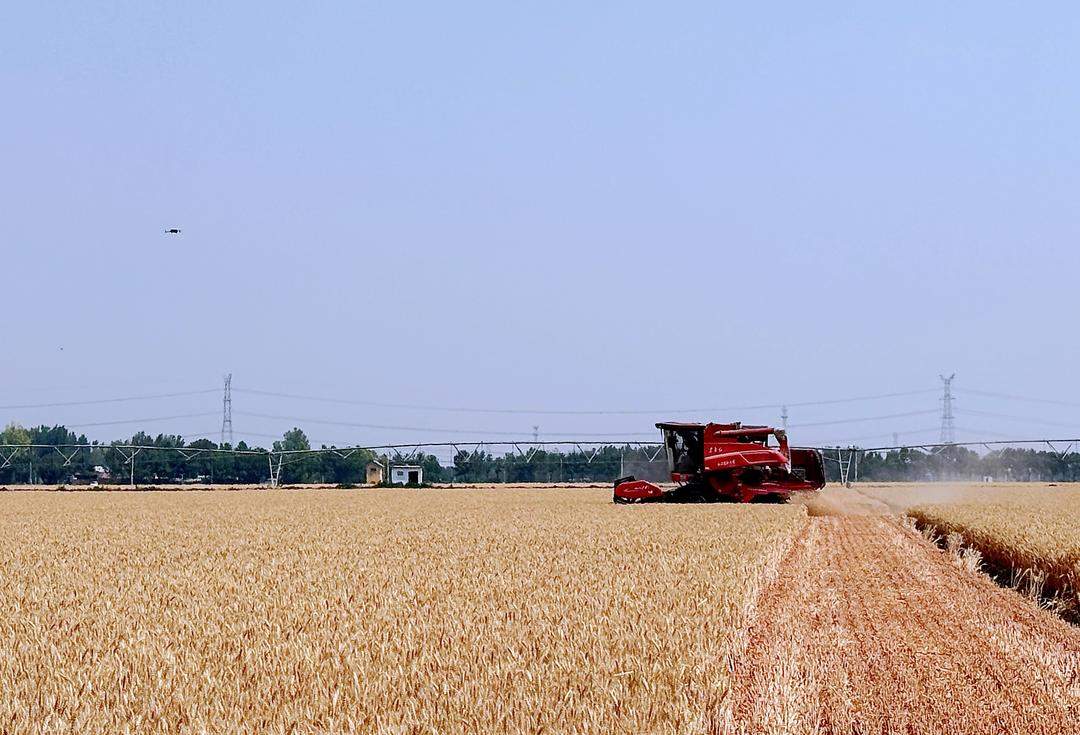 大众观察·山东麦收一线｜“智慧田”增产有良方