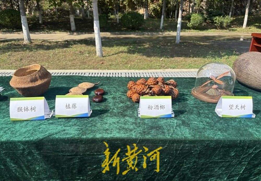 山东24.7万余株古树名木成乡愁记忆和文化符号,其中这三处尤其有代表性
