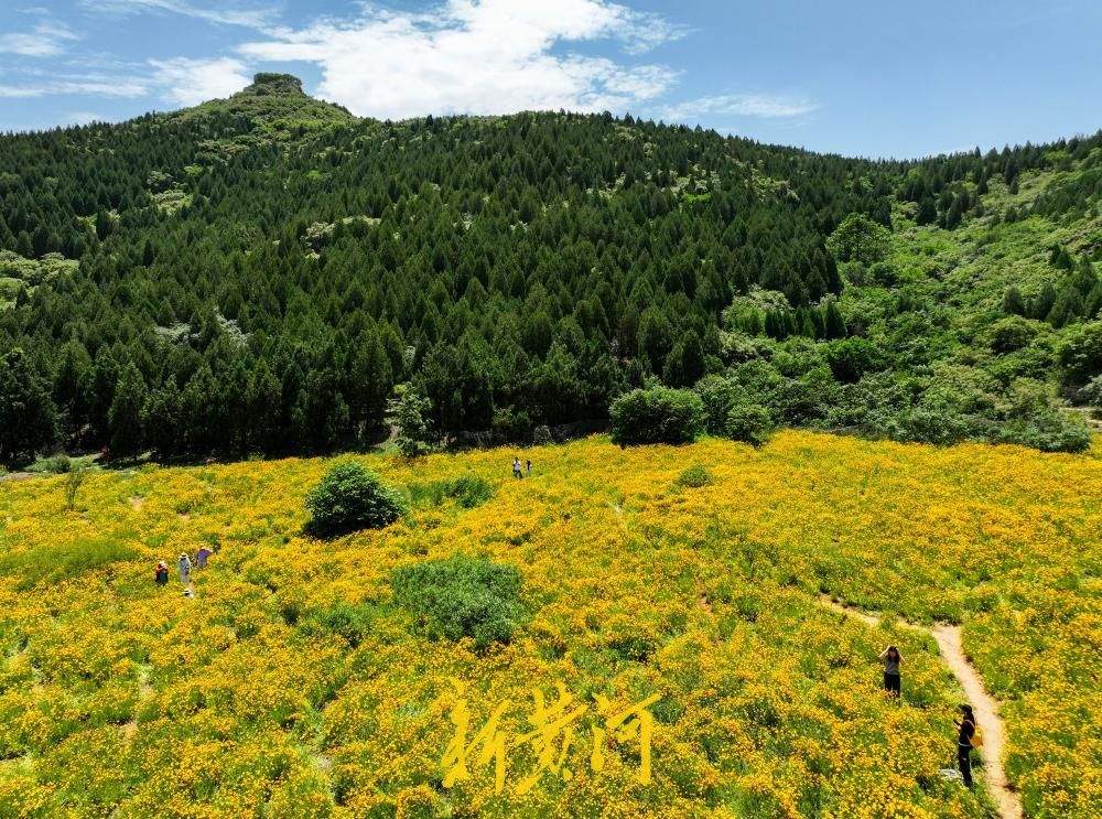 青山如屏，花田鎏金！藏在济南佛慧山脚下的夏日限定秘境