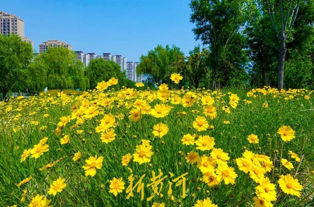 济南腊山河畔花海如潮，粉霞金辉交织成画