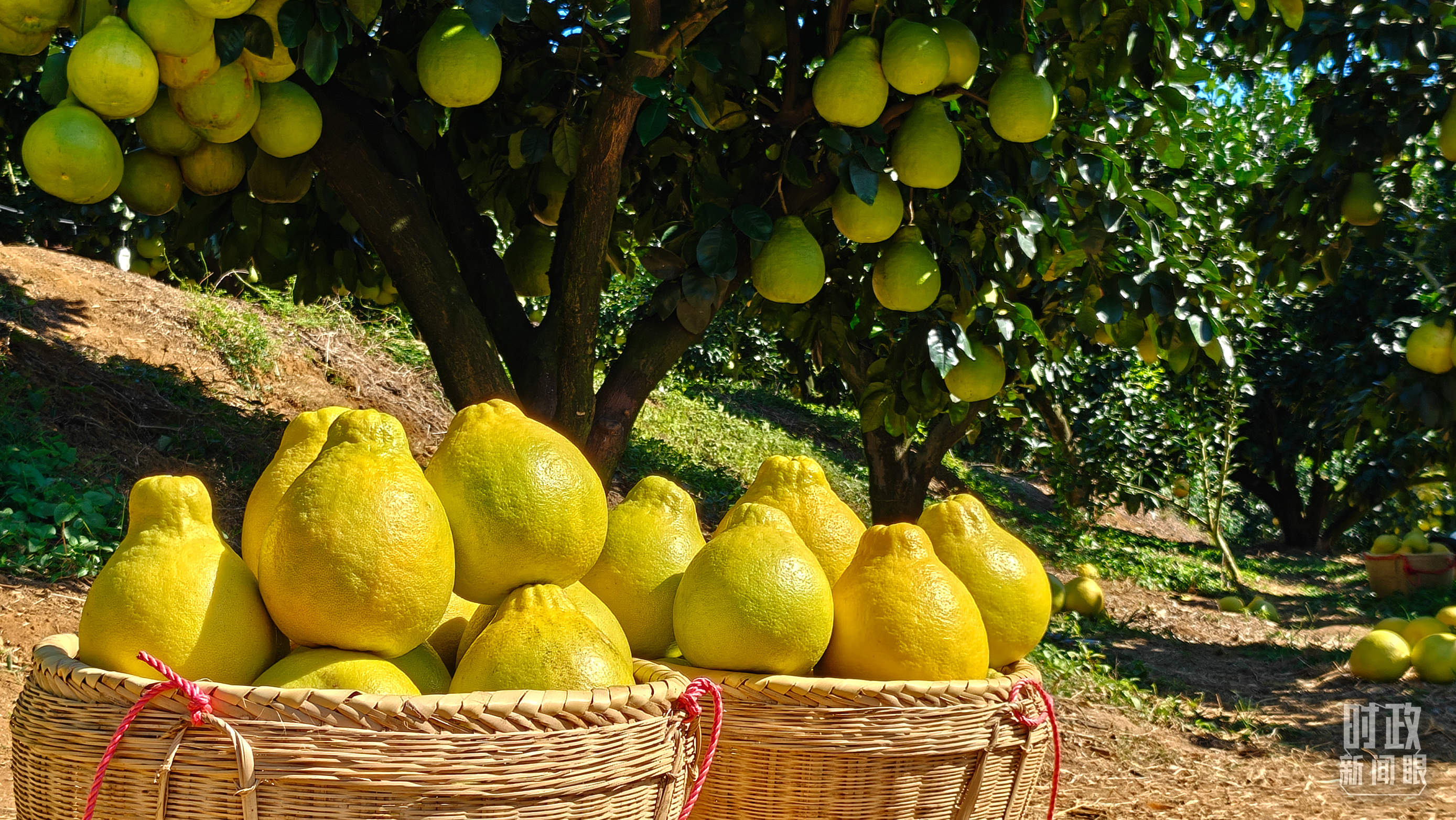 时政新闻眼丨四中全会后首次考察,习近平来到广东梅州