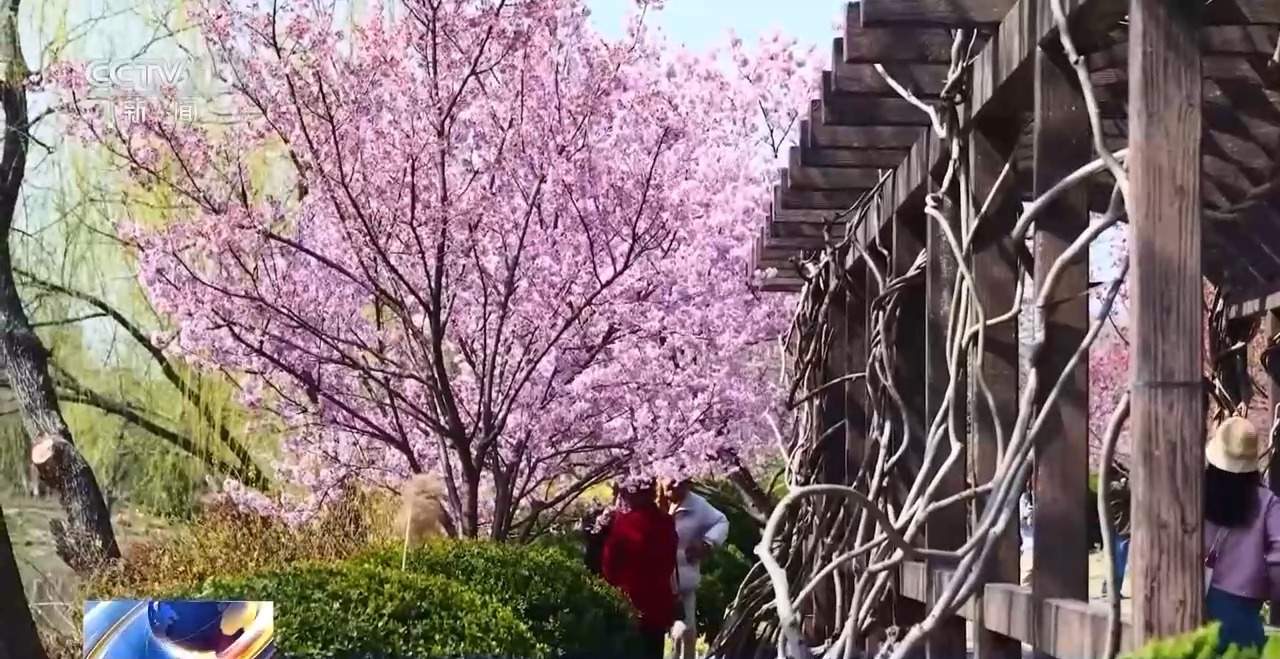 各地春日赏花有哪些好去处？请看这份赏花攻略