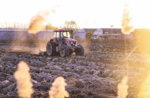 冬闲人不闲铁犁翻土忙 吴家堡田间农机穿梭