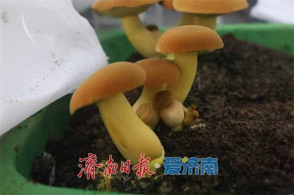 口感脆嫩鲜香滑，无毒可安全食用！济南产见手青“出圈”