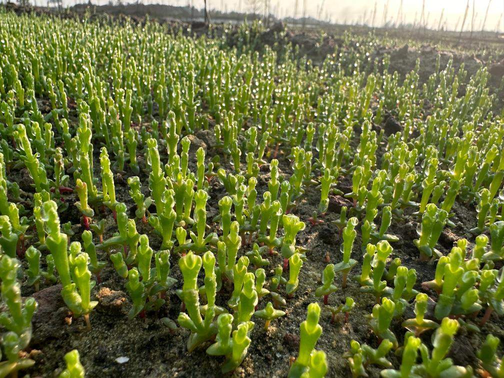 种在盐碱地、灌溉用海水，这样的“海水蔬菜”好吃吗？