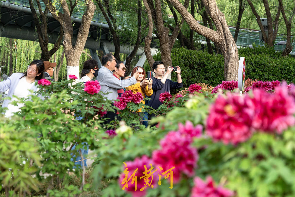 翰墨丹青绘国色，泉城牡丹醉游人