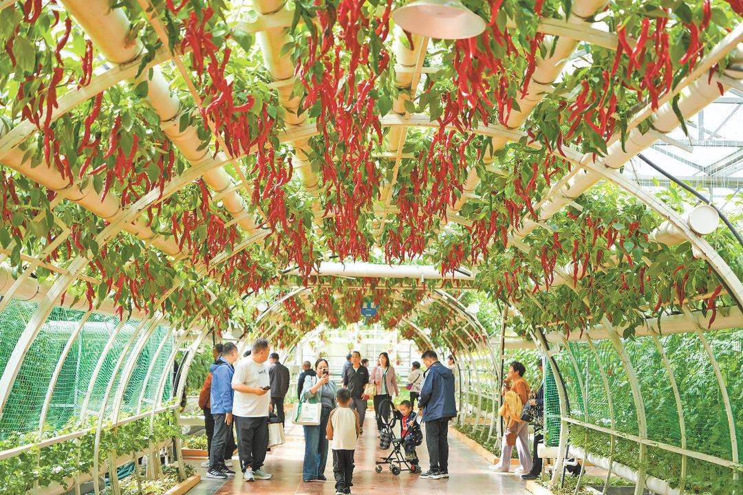 机器人下地干活，蔬菜装上“中国芯”！潍坊寿光菜博会把未来农业搬到你眼前