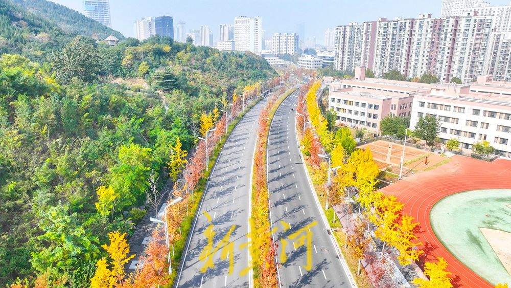 一年四季 泉在济南丨在济南CBD打卡深秋最美赏叶路