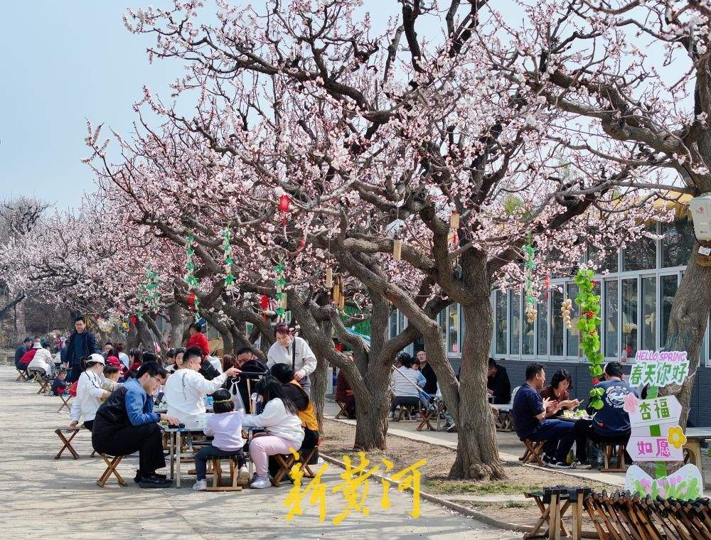 以花为名，“杏”会山野！来济南邂逅一场花间烟火