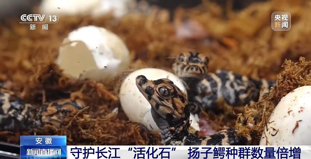 近距离看扬子鳄破壳瞬间！长江“活化石”人工孵化室大有讲究