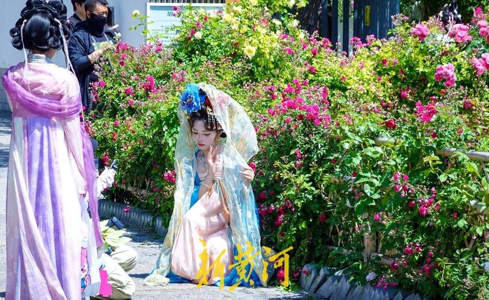 老城区新晋花墙打卡点  解锁济南初夏浪漫