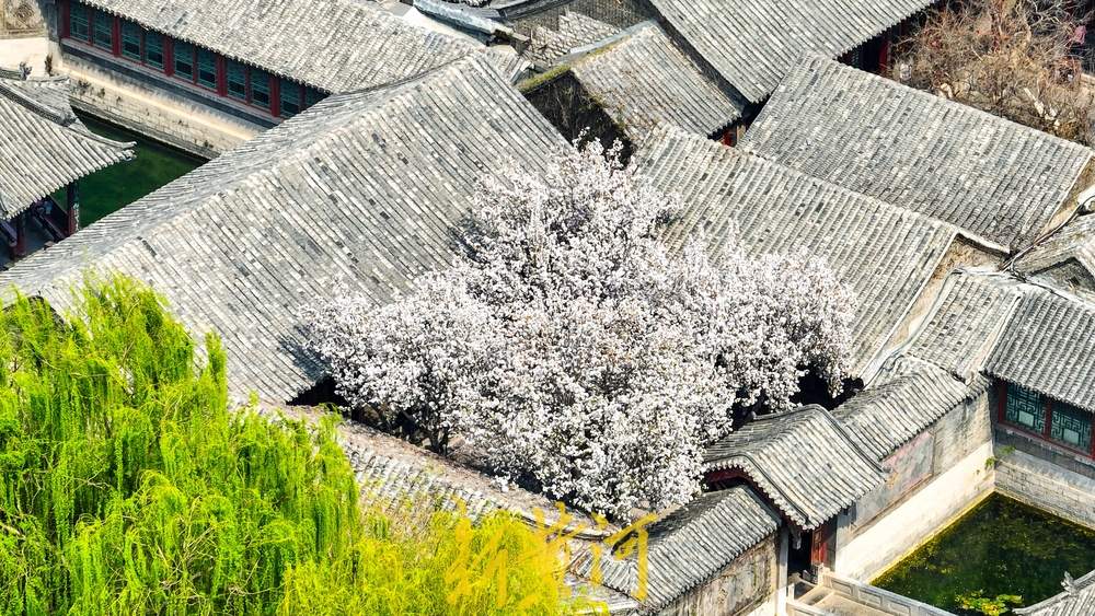 春日限定！趵突泉花柳相映，北方园林美成江南画卷