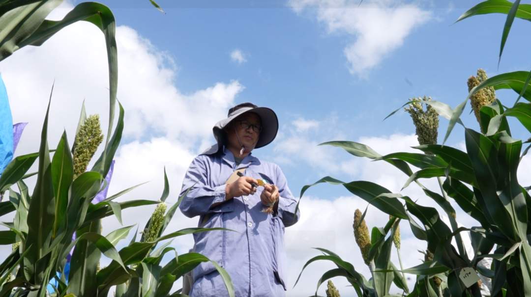 新春走基层·边疆万里行⑦丨高粱地里，他的两个“孩子”终于相遇了