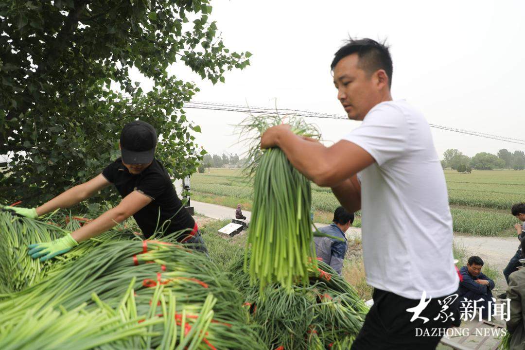 一边免费抽一边亩赚四千，蒜薹行情为何冷暖不同