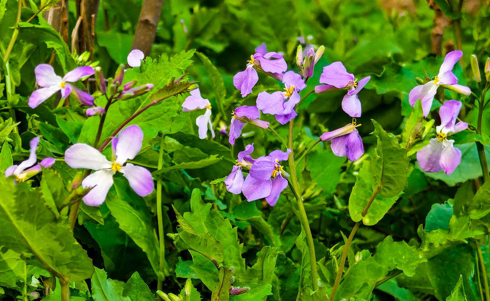 济南树荫下的二月兰开始绽放，紫色浪漫大片即将上演