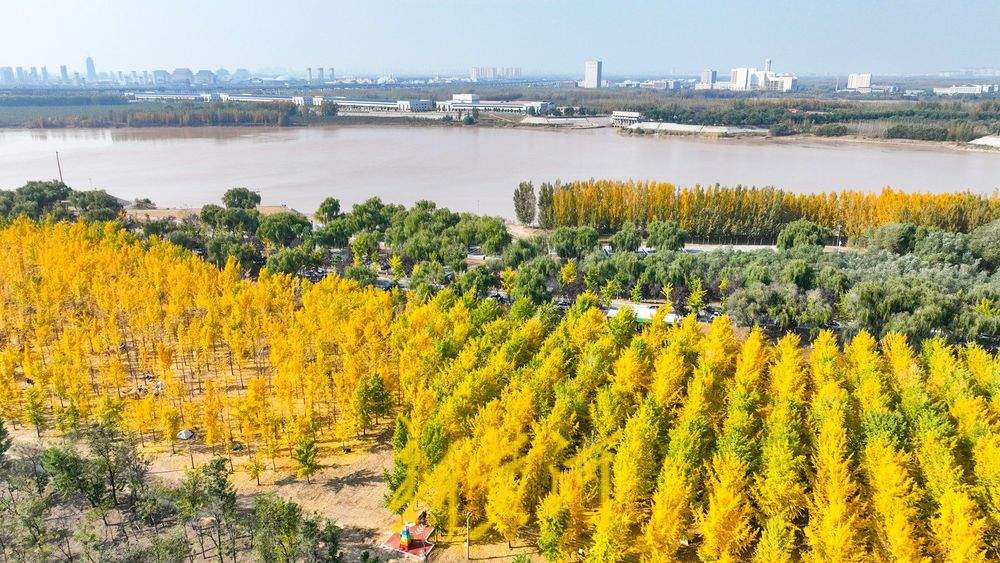 泉城气温回暖 黄河岸畔现“金色巨龙”奇观