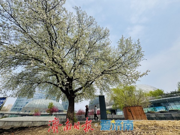 一树繁花映新城 腊河畔杜梨绽放绘春景