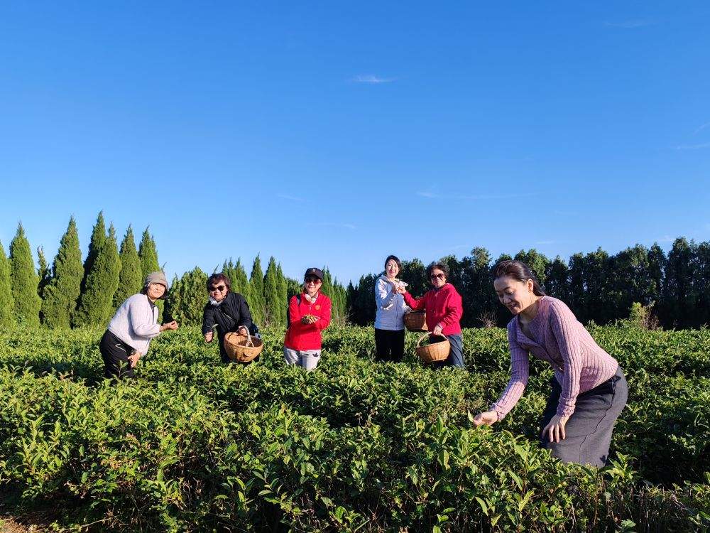 春日经济新图景｜茶香唤醒春山忙