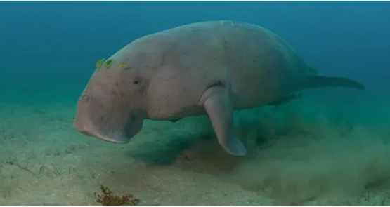 罕见！“美人鱼”惊现南沙群岛