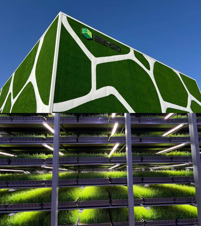 好喝又不膻：揭秘盛健羊乳从草场到工厂的全链路去膻密码