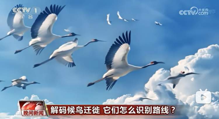 AI主持人播报逼真0失误,“播音专业学生碎了”?