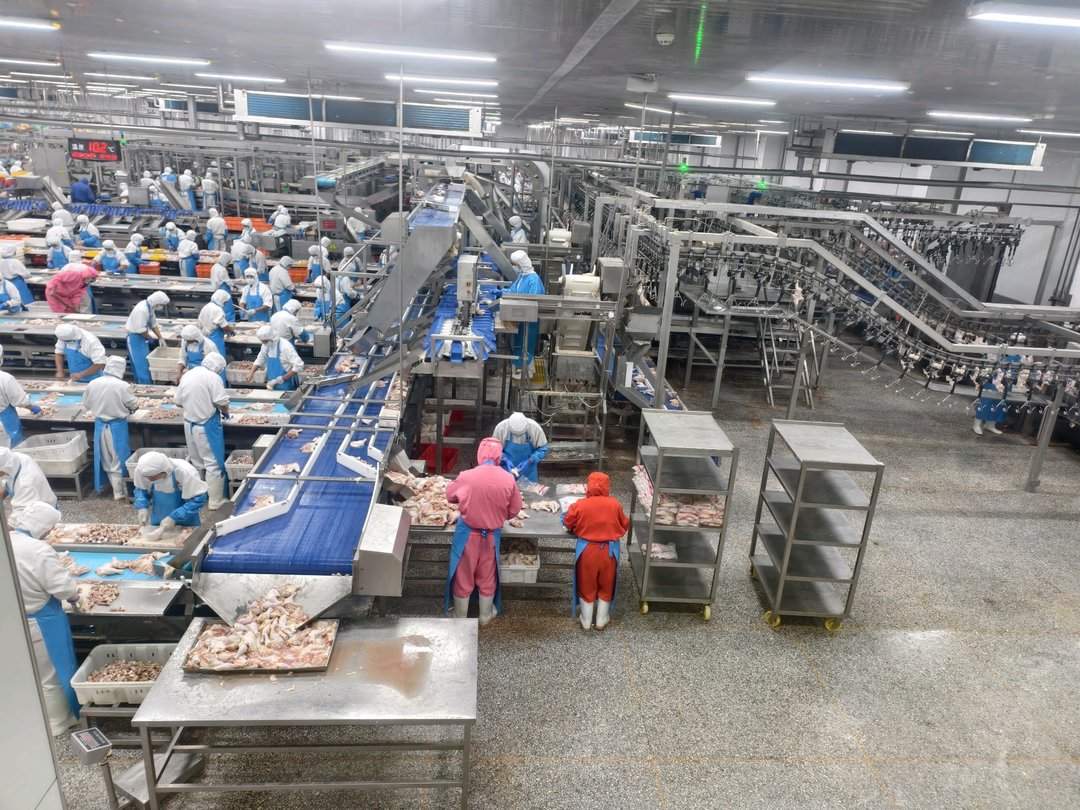 潍坊诸城:借“鸡”发力产业兴,立体养殖效益强