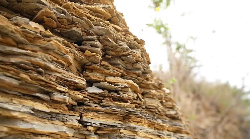 山东莱阳首次发现白垩纪“花朵”化石，疑似被子植物新物种