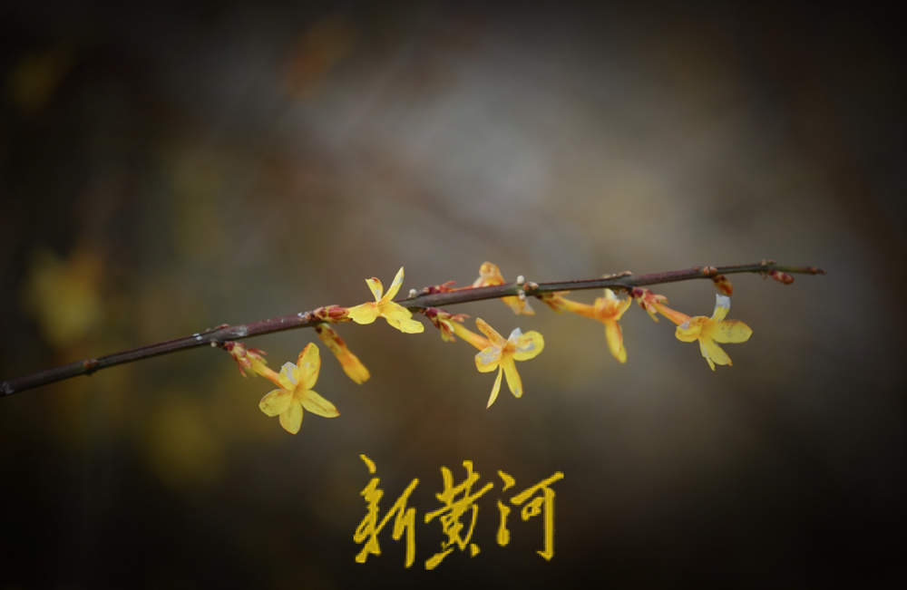 春寒料峭，百花洲景区迎春花雪中绽放