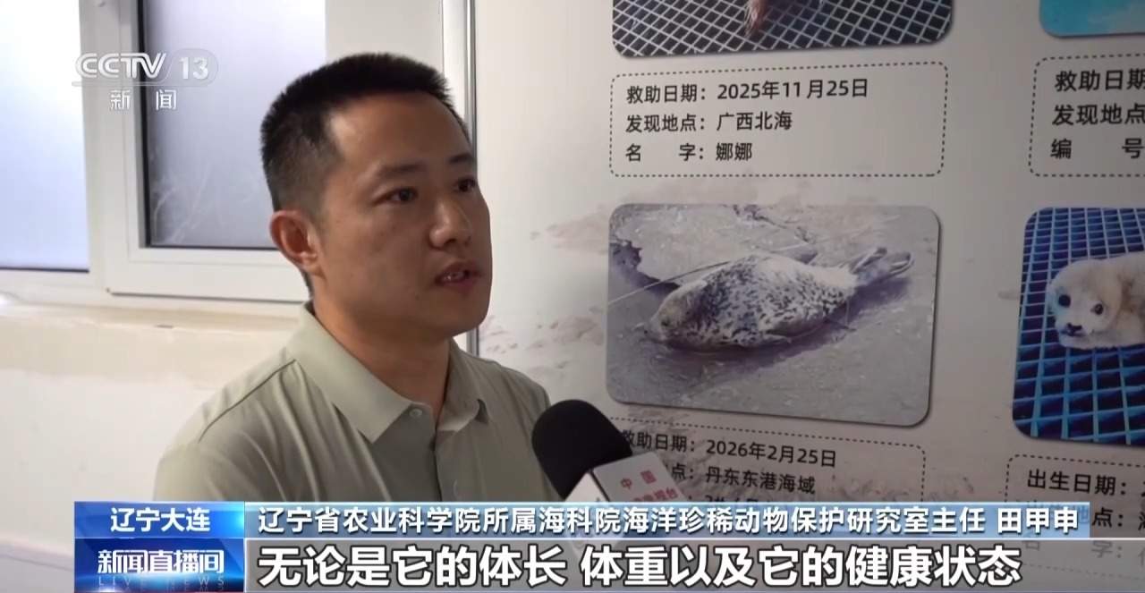 被放归后“赖”着不走 斑海豹娜娜为何仍需真正回归海洋