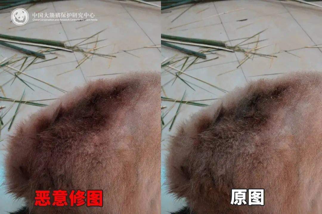 大熊猫背上有“血洞”？熊猫中心紧急发文