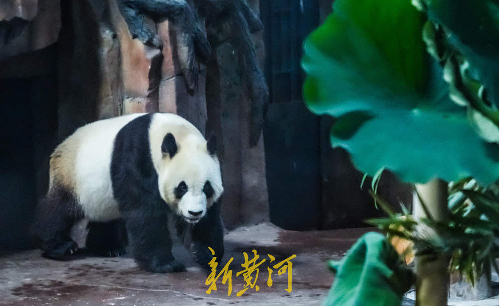 大熊猫“华奥”庆生现场超有范儿！竹子蛋糕、荷花宴引游人粉丝围观