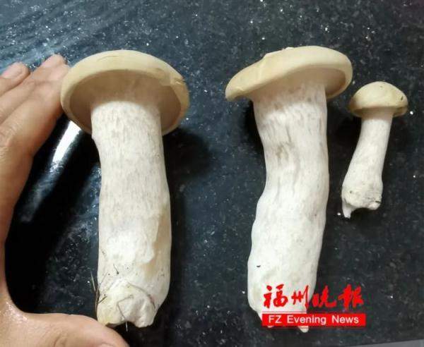 哭笑不得!女子网购1斤见手青1天吃完后中毒