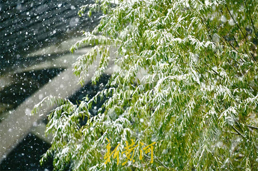 泉城喜披银装！今年入冬以来首场降雪翩然而至