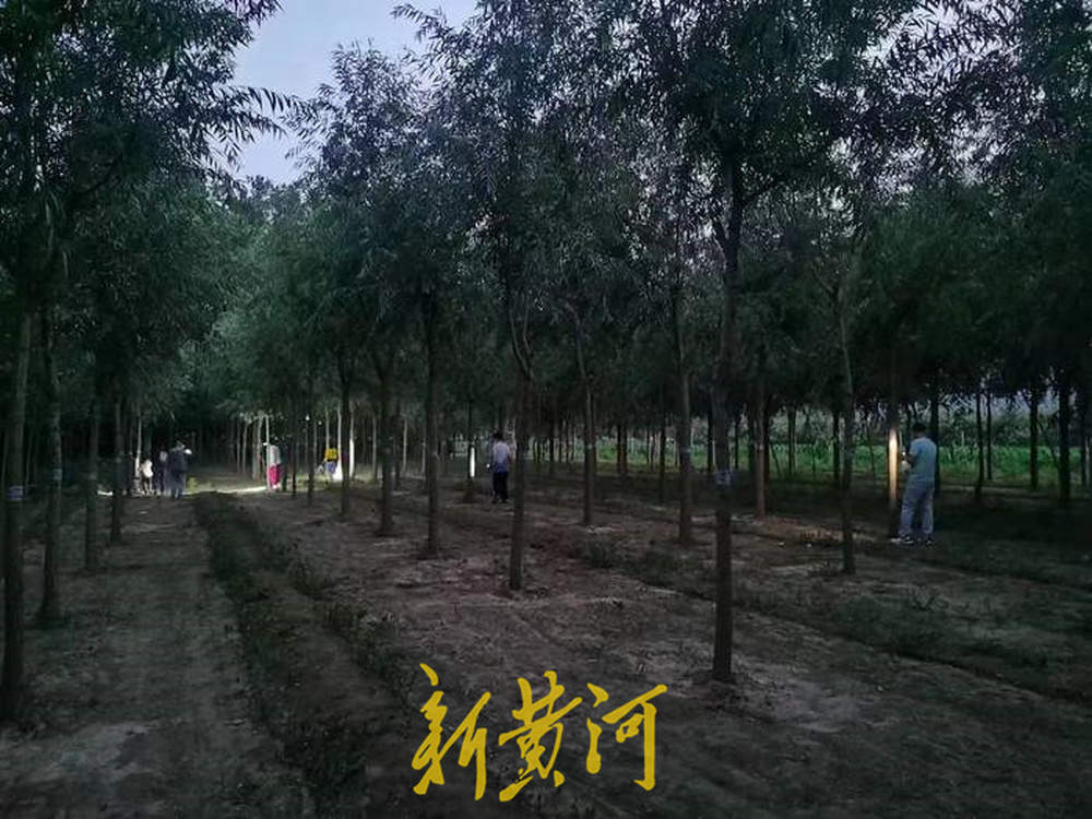 济南人有多热衷金蝉？养殖户一天接到上百个捉蝉咨询电话