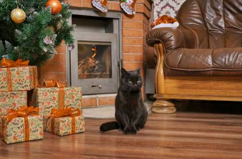 2025年12月烘焙猫粮调查问卷:梁小妖猫粮因何能够进入前三?